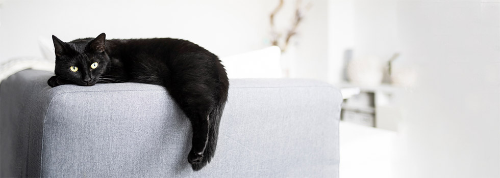 Infos zur richtigen Katzenhaltung: Artgerecht & Liebevoll