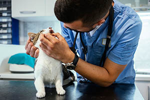 Zahnkrankheiten bei Katzen: Von Zahnstein bis FORL