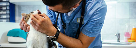 Zahnkrankheiten bei Katzen: Von Zahnstein bis FORL Zahnkrankheiten bei Katzen