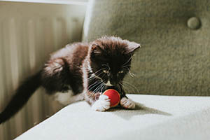 Katzenzüchter: Worauf es beim Kitten-Kauf ankommt – ARAG