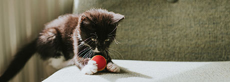 Katzenzüchter: Worauf es beim Kauf von Kitten ankommt Katzenzüchter