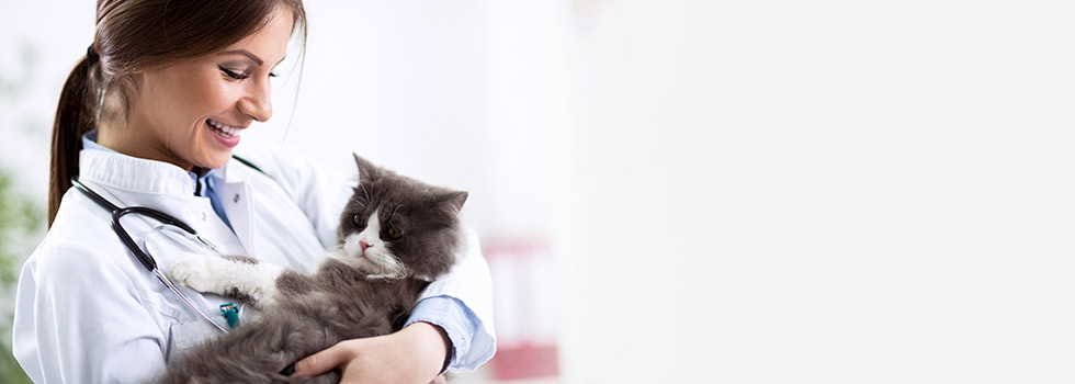 Katzen-OP-Versicherung