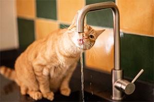 Nierenerkrankungen bei Katzen erkennen & behandeln