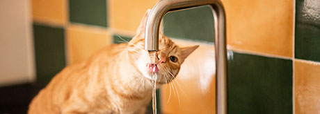 Nierenerkrankungen bei Katzen