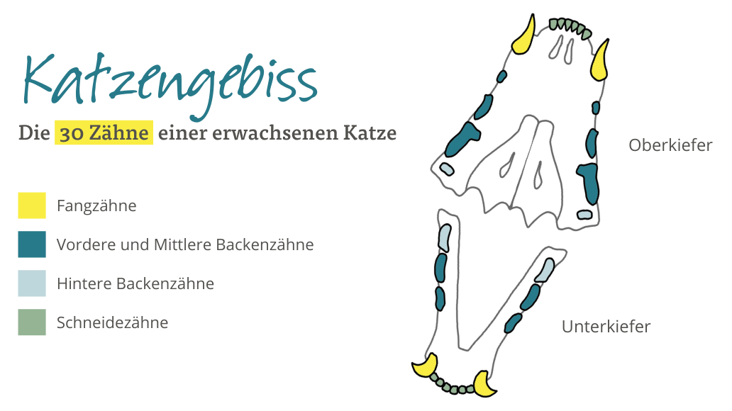 Katzengebiss - 30 Zähne einer erwachsenen Katze