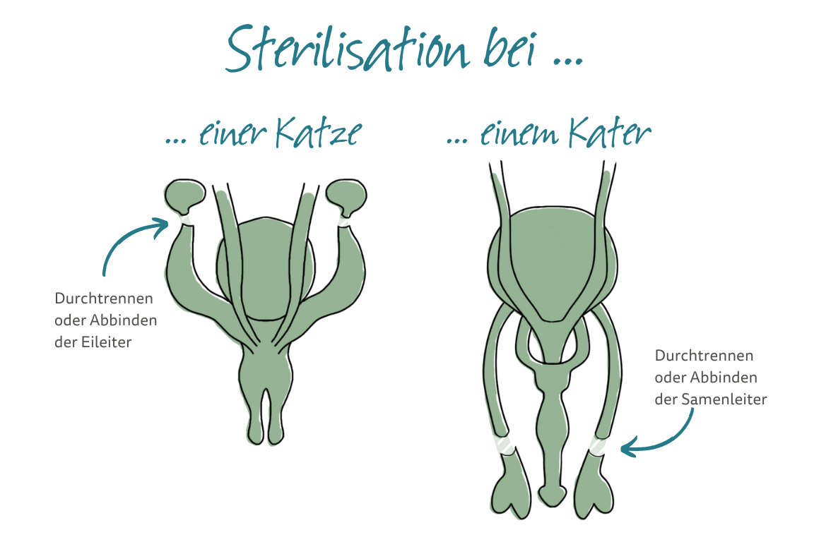 Sterilisation bei einer Katze und einem Kater