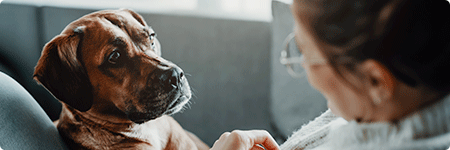 Teaser Hundekrankenversicherung Teaser Hundekrankenversicherung