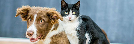 ARAG Tierversicherung ARAG Tierversicherung