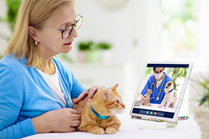 Teaser Online-Sprechstunde mit einem Tierarzt