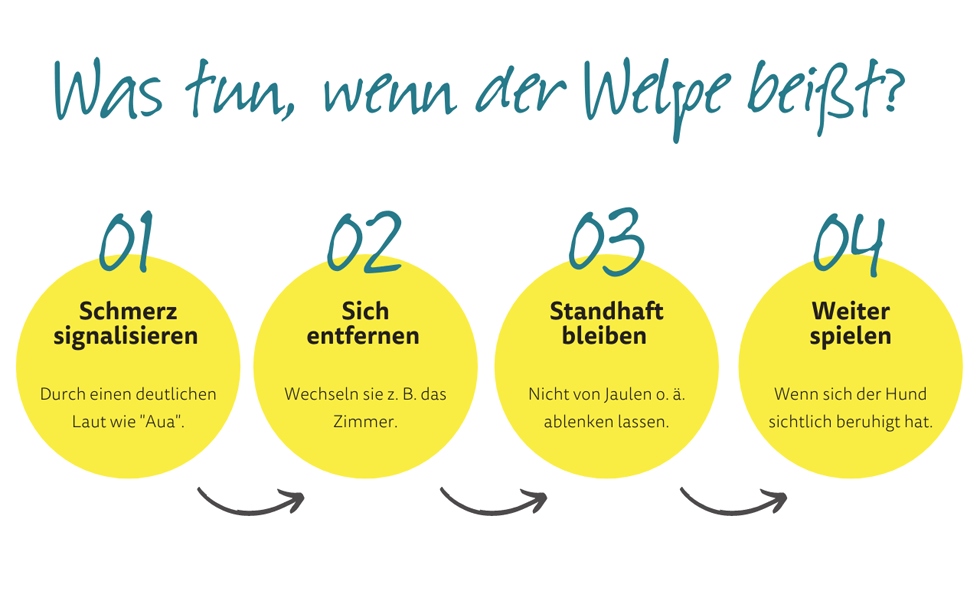 Beißhemmung trainieren - Was tun, wenn der Welpe beißt?