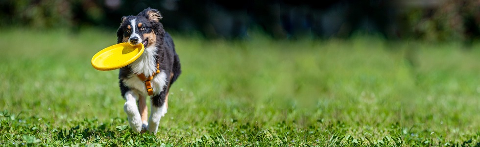 Hund mit Frisbee auf einer Wiese