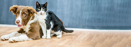 ARAG Tierversicherungen ARAG Tierversicherungen